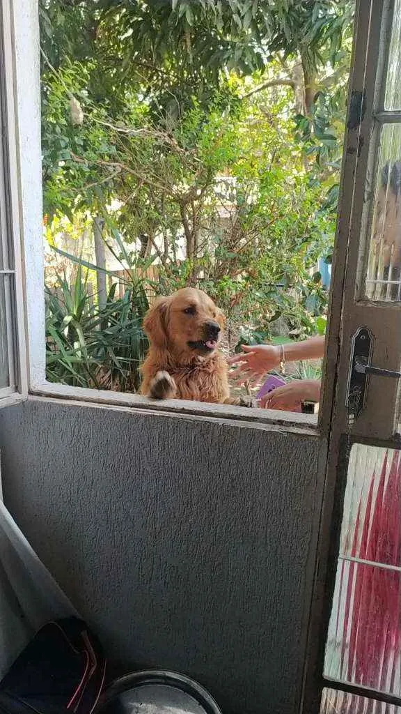 Cachorro raça Golden Retriver idade 3 anos nome CHARLES