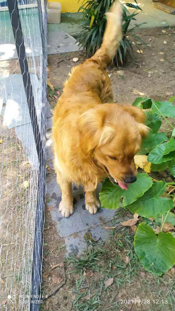Cachorro raça Golden Retriver idade 3 anos nome CHARLES