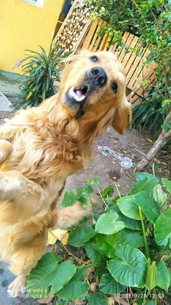 Cachorro raça Golden Retriver idade 3 anos nome CHARLES