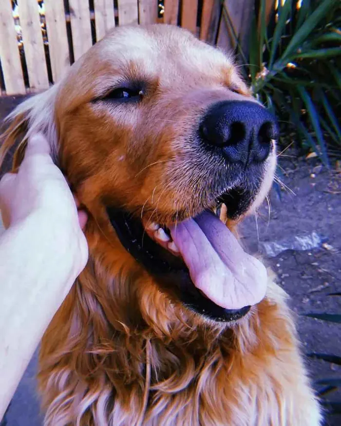 Cachorro raça Golden Retriver idade 3 anos nome CHARLES