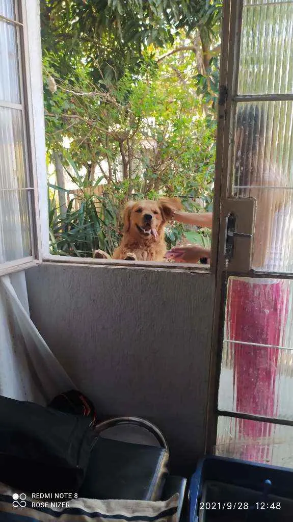 Cachorro raça Golden Retriver idade 3 anos nome CHARLES