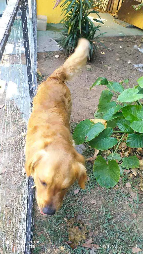 Cachorro raça Golden Retriver idade 3 anos nome CHARLES