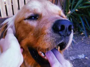 Cachorro raça Golden Retriver idade 3 anos nome CHARLES