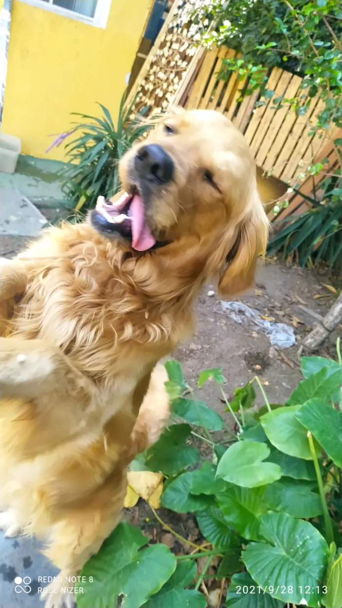 Cachorro raça Golden Retriver idade 3 anos nome CHARLES