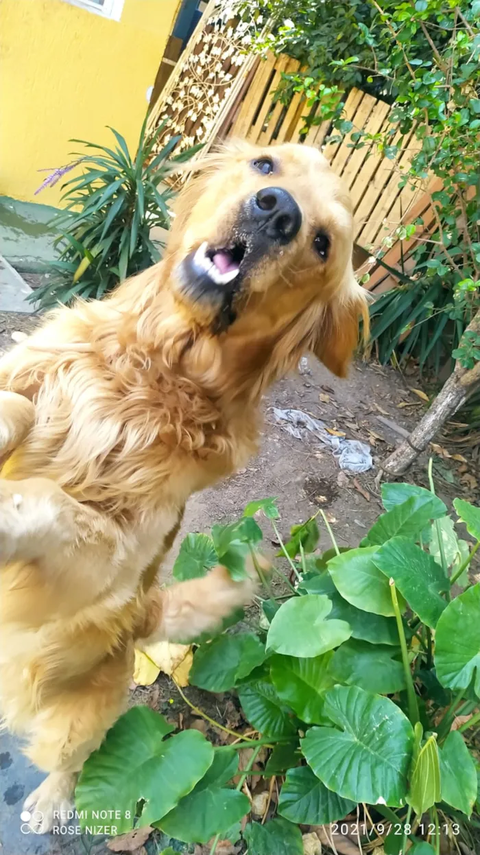 Cachorro raça Golden Retriver idade 3 anos nome CHARLES