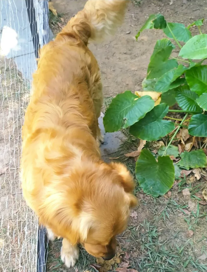 Cachorro raça Golden Retriver idade 3 anos nome CHARLES
