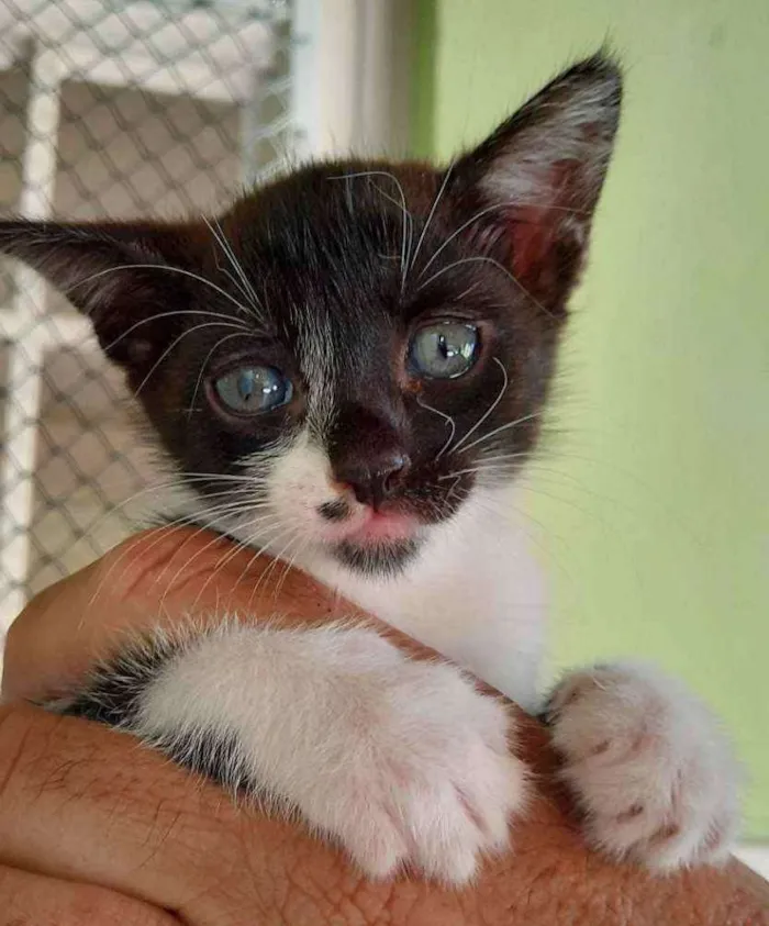 Gato ra a SRD idade 2 a 6 meses nome Pituca