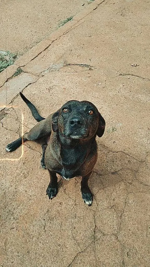 Cachorro ra a SRD-ViraLata idade 2 anos nome jacaré