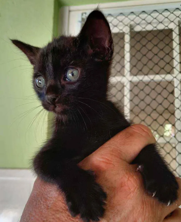 Gato ra a SRD idade 2 a 6 meses nome Pitoca