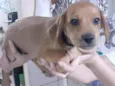 Manchinha