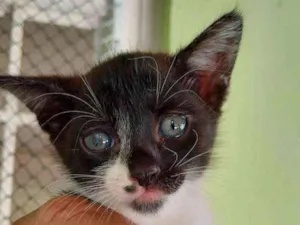 Gato raça SRD idade 2 a 6 meses nome Pituca