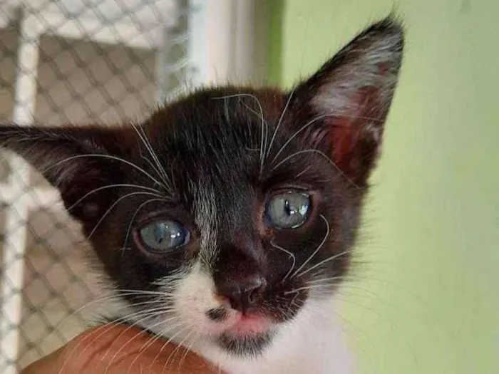 Gato ra a SRD idade 2 a 6 meses nome Pituca