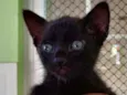 Pitoca