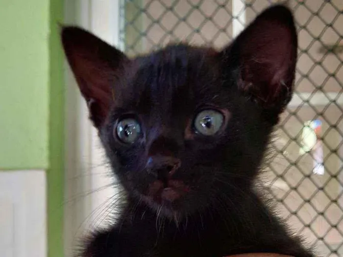 Gato ra a SRD idade 2 a 6 meses nome Pitoca