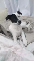 Panqueca 