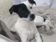 Panqueca