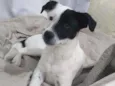 Panqueca