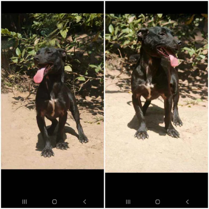 Cachorro ra a Srd idade 1 ano nome Bento 