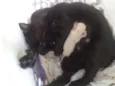 Gata