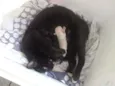 Gata