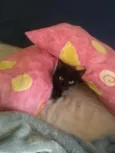 Gata