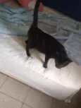 Gata