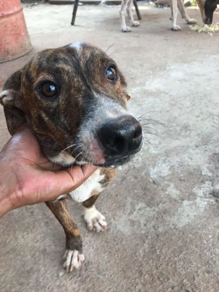 Cachorro ra a Basset-Cofap idade 1 ano nome TICKIM