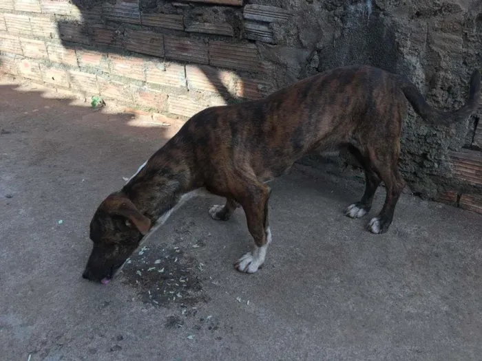 Cachorro ra a Basset-Cofap idade 1 ano nome TICKIM