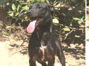 Cachorro raça Srd idade 1 ano nome Bento 