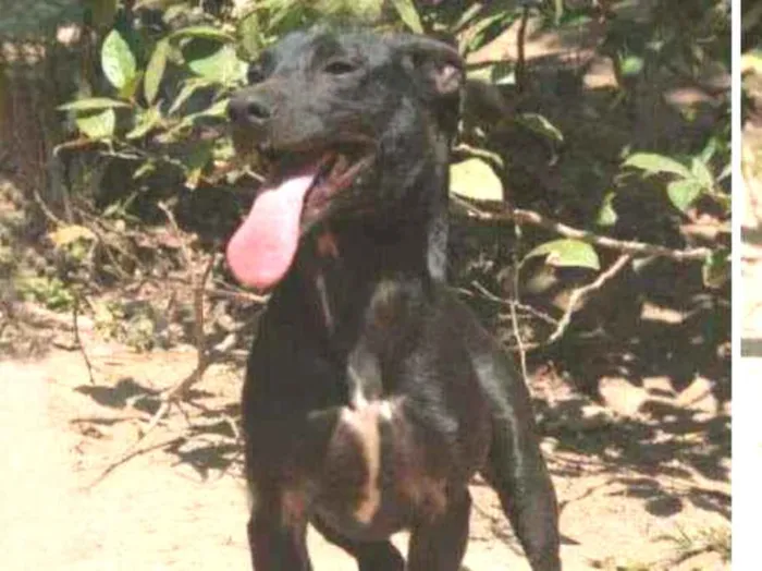 Cachorro ra a Srd idade 1 ano nome Bento 