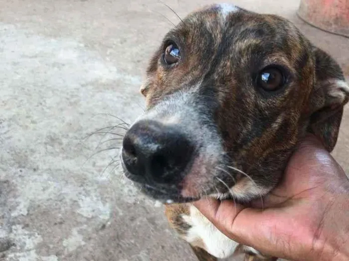 Cachorro ra a Basset-Cofap idade 1 ano nome TICKIM