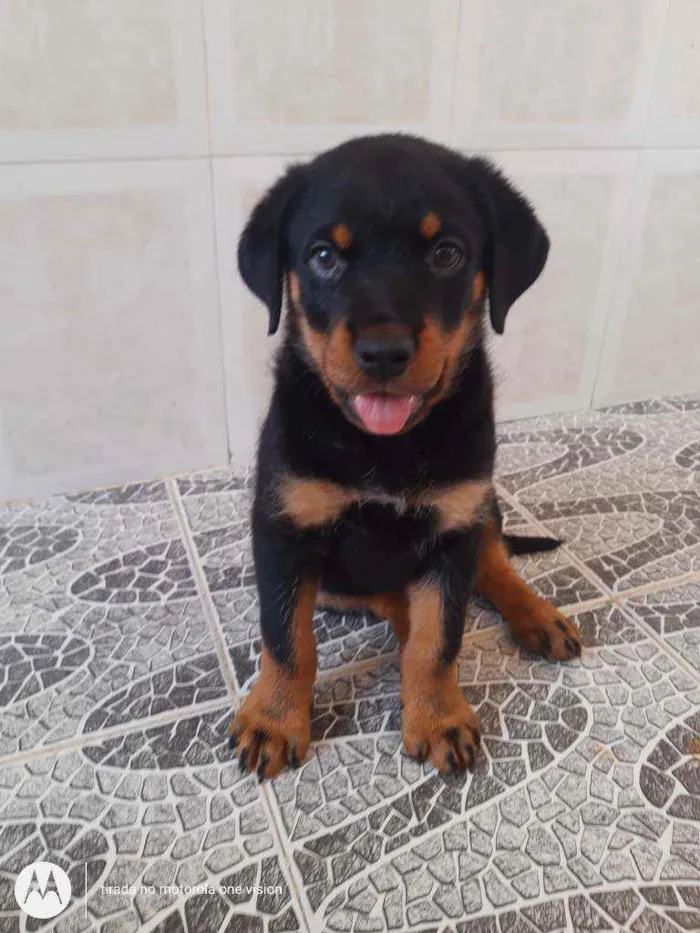 Cachorro ra a Rottweiler idade 2 a 6 meses nome Ainda sem nome