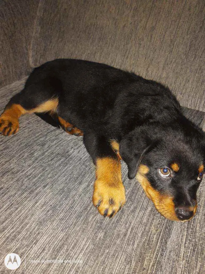 Cachorro ra a Rottweiler idade 2 a 6 meses nome Ainda sem nome