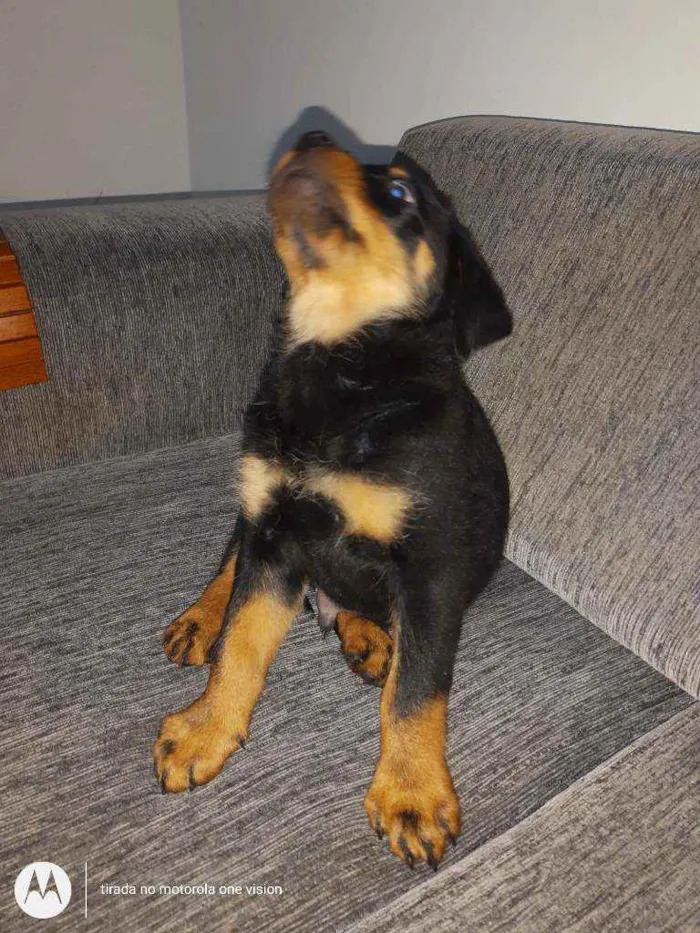 Cachorro ra a Rottweiler idade 2 a 6 meses nome Ainda sem nome