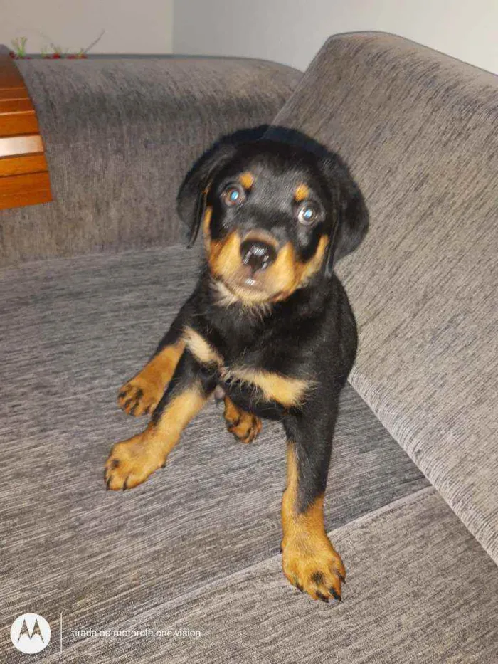 Cachorro ra a Rottweiler idade 2 a 6 meses nome Ainda sem nome