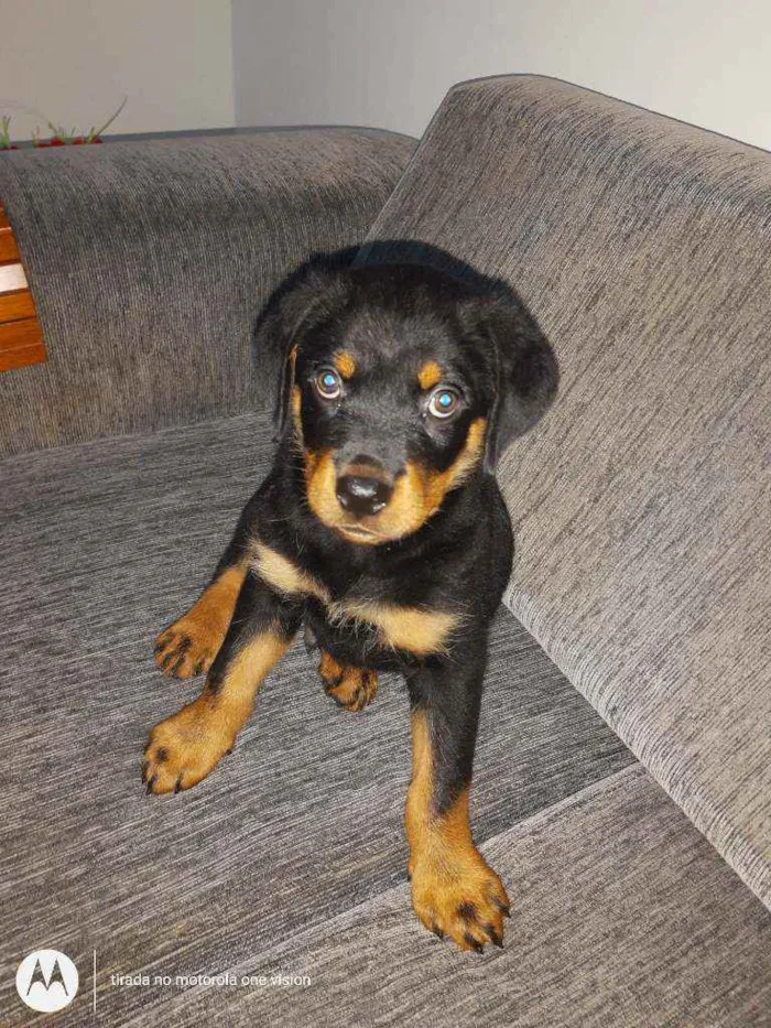 Cachorro ra a Rottweiler idade 2 a 6 meses nome Ainda sem nome