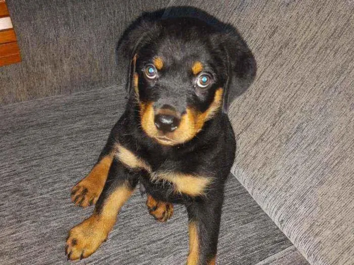 Cachorro ra a Rottweiler idade 2 a 6 meses nome Ainda sem nome