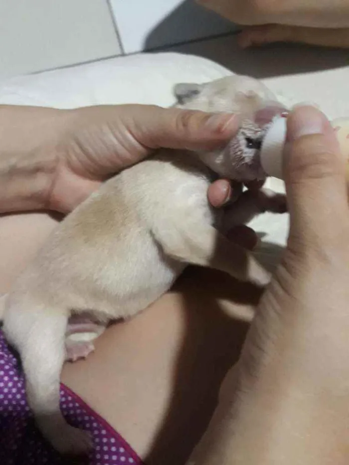 Cachorro ra a Sem raça definida idade Abaixo de 2 meses nome Sem nome