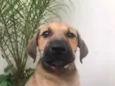 Cachorro raça SRD  idade 2 a 6 meses nome Sem nome