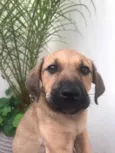 Cachorro raça SRD  idade 2 a 6 meses nome Sem nome