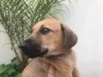 Cachorro raça SRD  idade 2 a 6 meses nome Sem nome