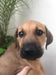 Cachorro raça SRD  idade 2 a 6 meses nome Sem nome