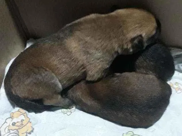 Cachorro ra a Sem raça definida idade Abaixo de 2 meses nome Sem nome