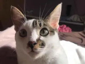 Gato raça SRD idade 7 a 11 meses nome Sem Nome