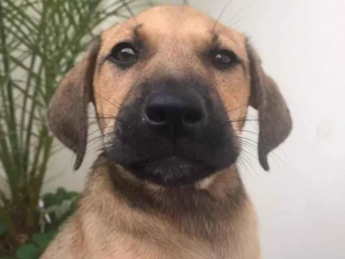 Cachorro raça SRD  idade 2 a 6 meses nome Sem nome