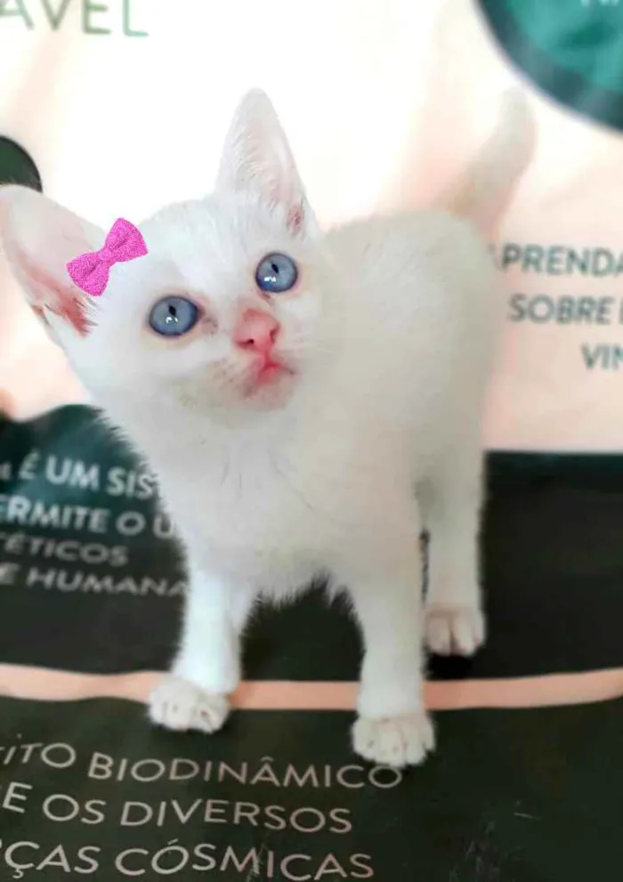 Gato ra a Srd idade Abaixo de 2 meses nome Sem nome
