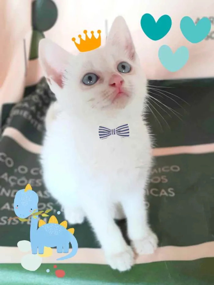 Gato ra a Srd idade Abaixo de 2 meses nome Sem nome