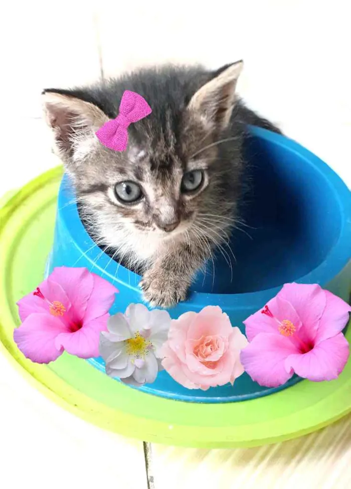 Gato ra a Srd idade Abaixo de 2 meses nome Sem nome
