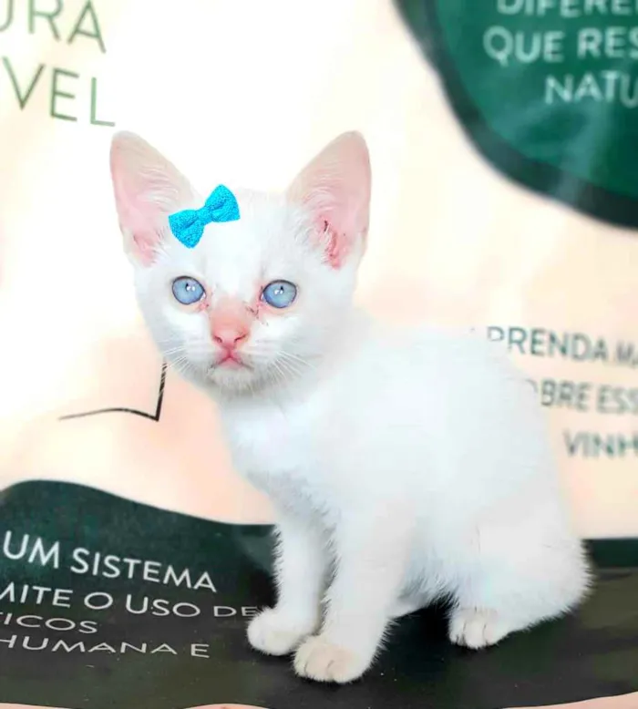 Gato ra a Srd idade Abaixo de 2 meses nome Sem nome