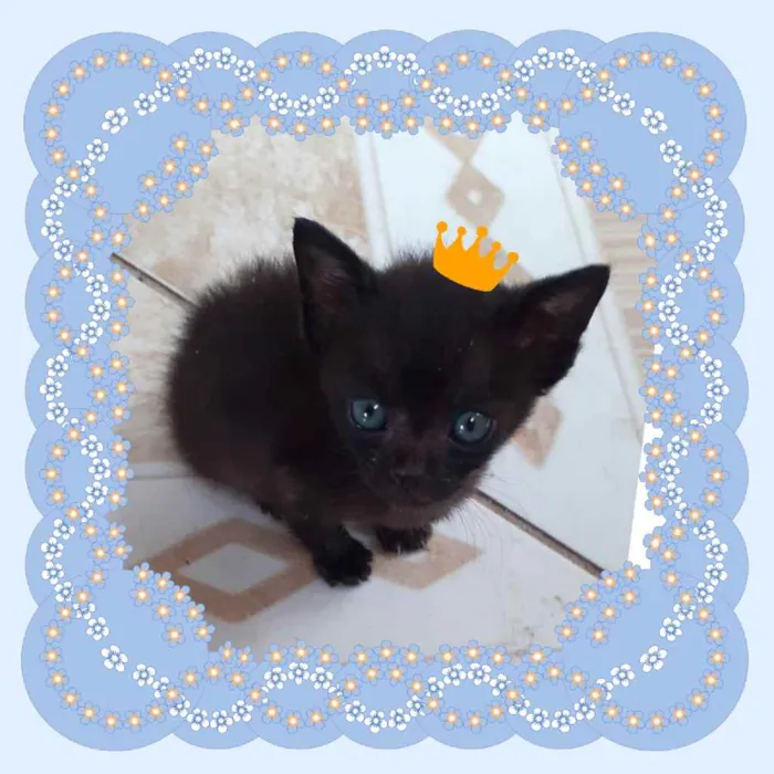 Gato ra a Srd idade Abaixo de 2 meses nome Sem nome